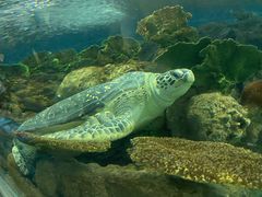 -上海海洋水族馆