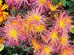 -朱記糯米蛋糕(千川百货店)