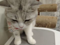 -共舞时光猫咖·狗咖(新街口店)