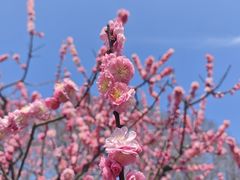 -梅花山(明孝陵内)