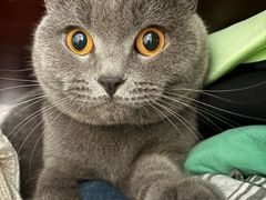 -伟伟宠物医院·瑞派猫友好医院·猫科(光谷店)