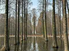 -渌洋湖湿地公园