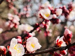-梅花山(明孝陵内)
