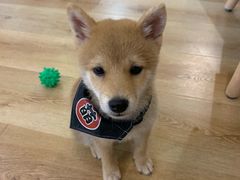 -柴犬小屋·柴餐厅·狗咖食堂(金鼎广场店)