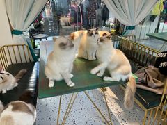 -喵喵咪呀布偶猫咖(春熙路店)