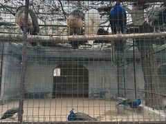 -保定市动物园