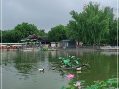 -莲花池公园