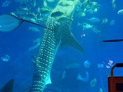 -烟台海昌鲸鲨海洋公园