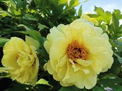 -莲花池公园