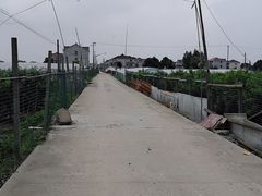 -南汇老顾农家乐采摘大团水蜜桃采摘店