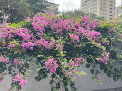 -老西关濑粉(文明路店)