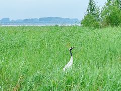 -黑龙江扎龙生态旅游区