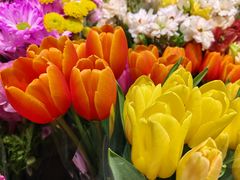 -朝来春花卉市场
