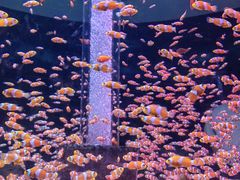 -海合安成都极地海洋公园
