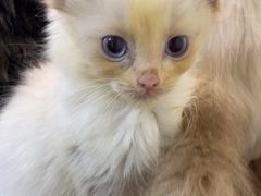 -楼上猫咖(罗湖店)
