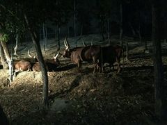 -清迈夜间动物园