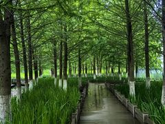 -泰州凤城河风景区-泰山公园