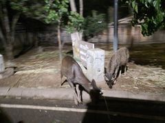 -清迈夜间动物园
