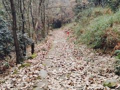 -铁山坪森林公园