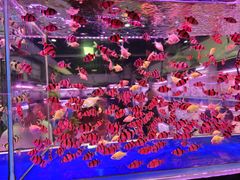 -万顺啤酒屋(皇寺路店)