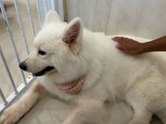 -共舞时光猫咖·狗咖(新街口店)