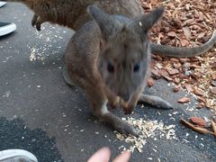 -费瑟代尔野生动物园