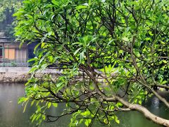-荔湾湖公园