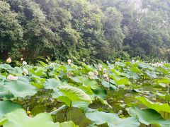 -广州莲花山旅游区