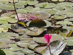 -广东花都湖国家湿地公园