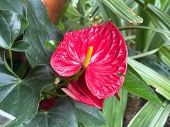 -中国科学院西双版纳热带植物园
