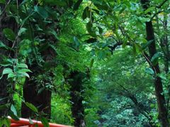 -云碧峰国家森林公园