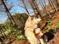 -上海海湾国家森林公园