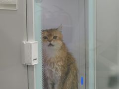 -爱洗澡的猫(天河路店)