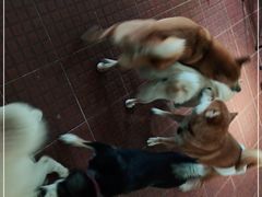 -柴犬高等学院·狗咖·柴犬售卖·宠物训练