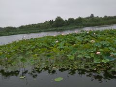 -溱湖国家湿地公园