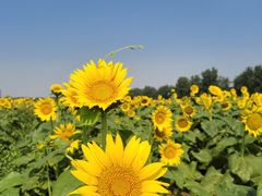 -汉长安城未央宫国家考古遗址公园