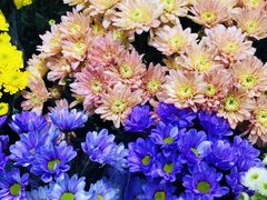 -双季花艺园艺市场(浦东店)