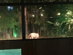 -清迈夜间动物园