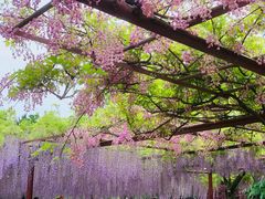 -嘉定紫藤园