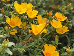 -南通洲际绿博园