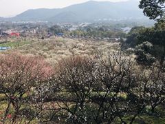 -香雪海