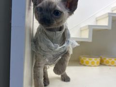 -十年猫舍·猫咪专门店(普陀店)