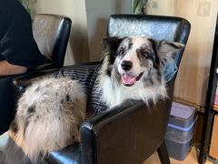 -百好乐宠物友好餐厅(朝外大街店)