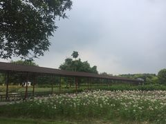 -广东花都香草世界旅游度假区