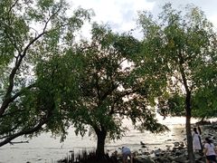 -宝安西湾红树林湿地公园