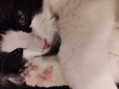 -楼上猫咖(罗湖店)