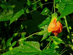 -国家植物园南园