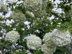 -大龙山(地铁站)