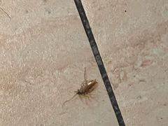 -红灯笼大酒楼(通湖路店)