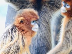 -西霞口神雕山野生动物世界